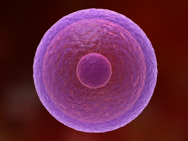 a computer generated image of a Female Egg