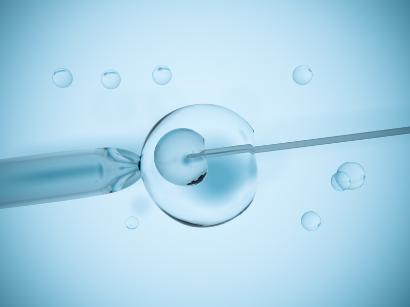Microscopic view of Intracytoplasmic sperm injection in action